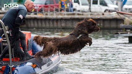 Dog jumping onto Portishead Marina